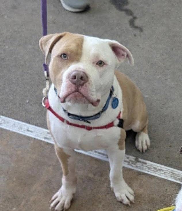 Enlarge Reggie, a Adoptable Pit Bull Terrier in Rochester, NY image 3/3