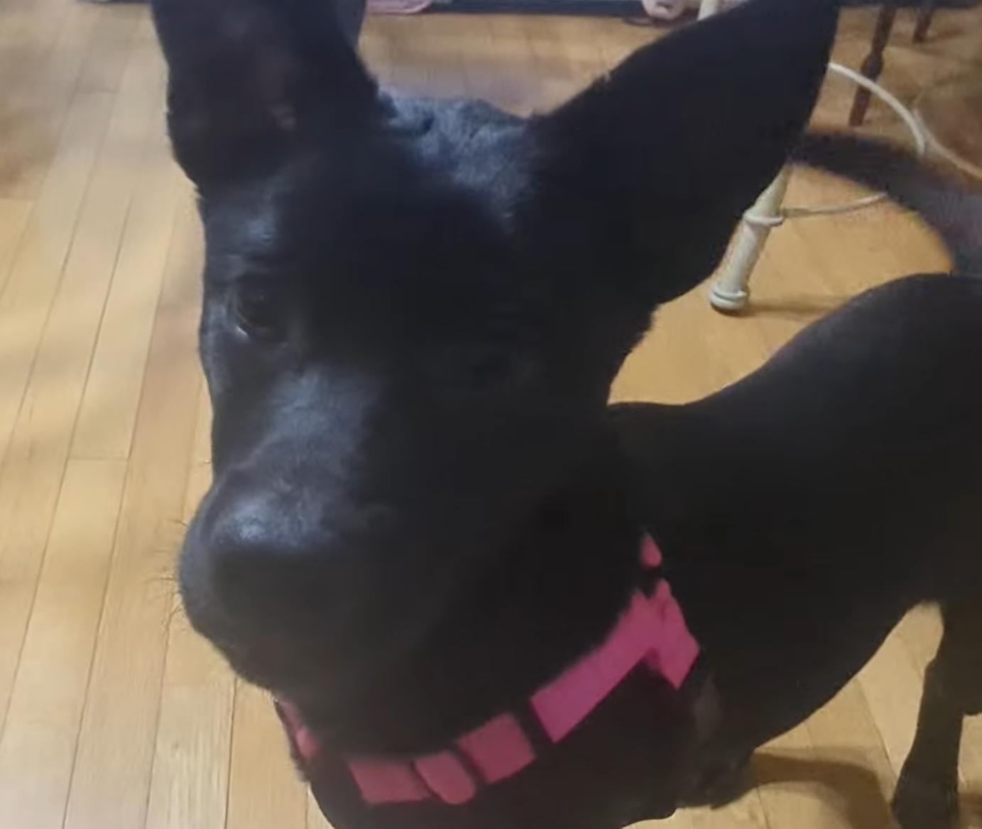 Luffy, a ADOPTABLE mixed breed in Plainfield, IL image 1/5