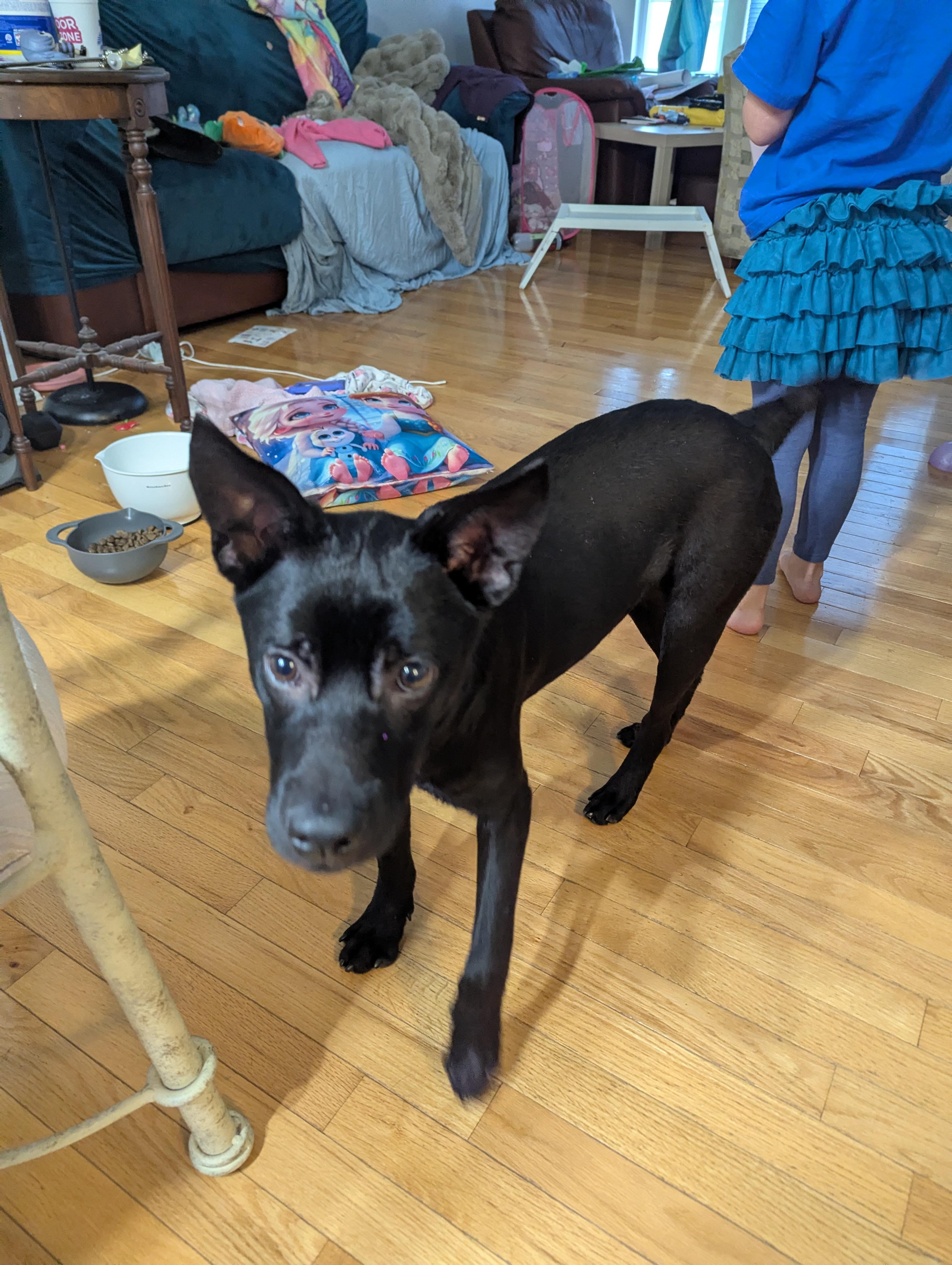 Luffy, a ADOPTABLE mixed breed in Plainfield, IL image 4/5