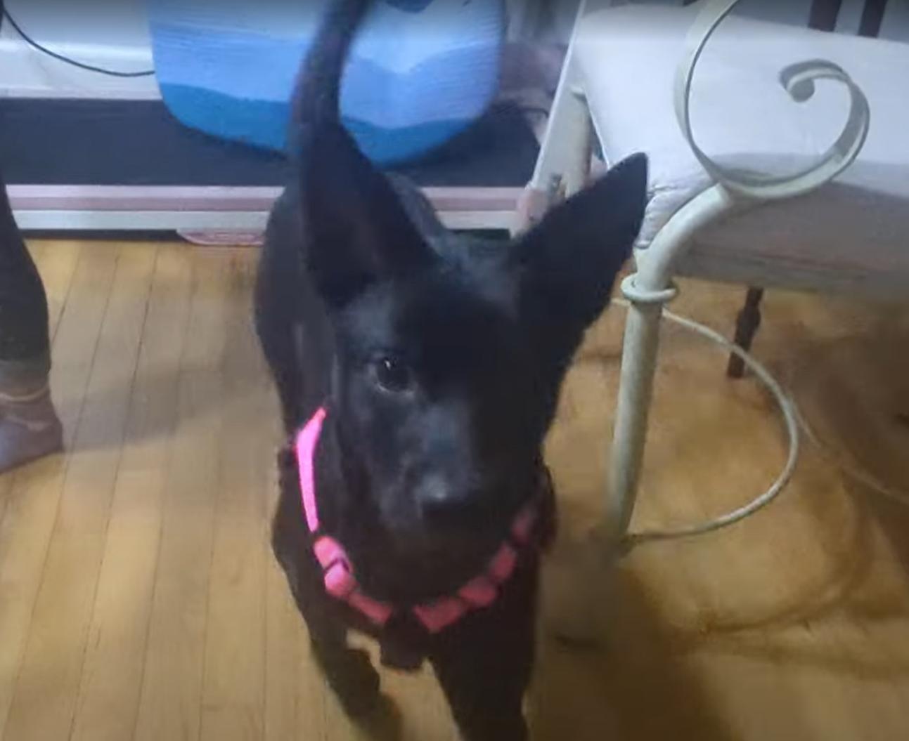 Luffy, a ADOPTABLE mixed breed in Plainfield, IL image 3/5