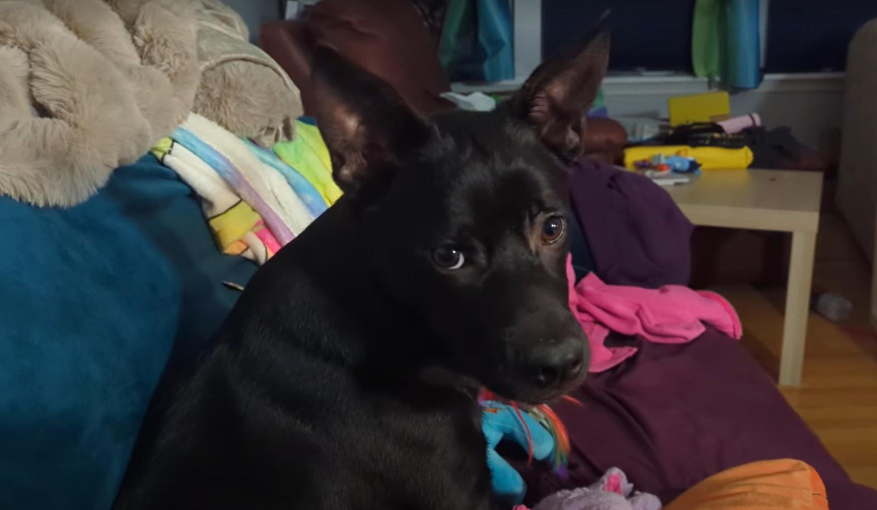 Luffy, a ADOPTABLE mixed breed in Plainfield, IL image 5/5