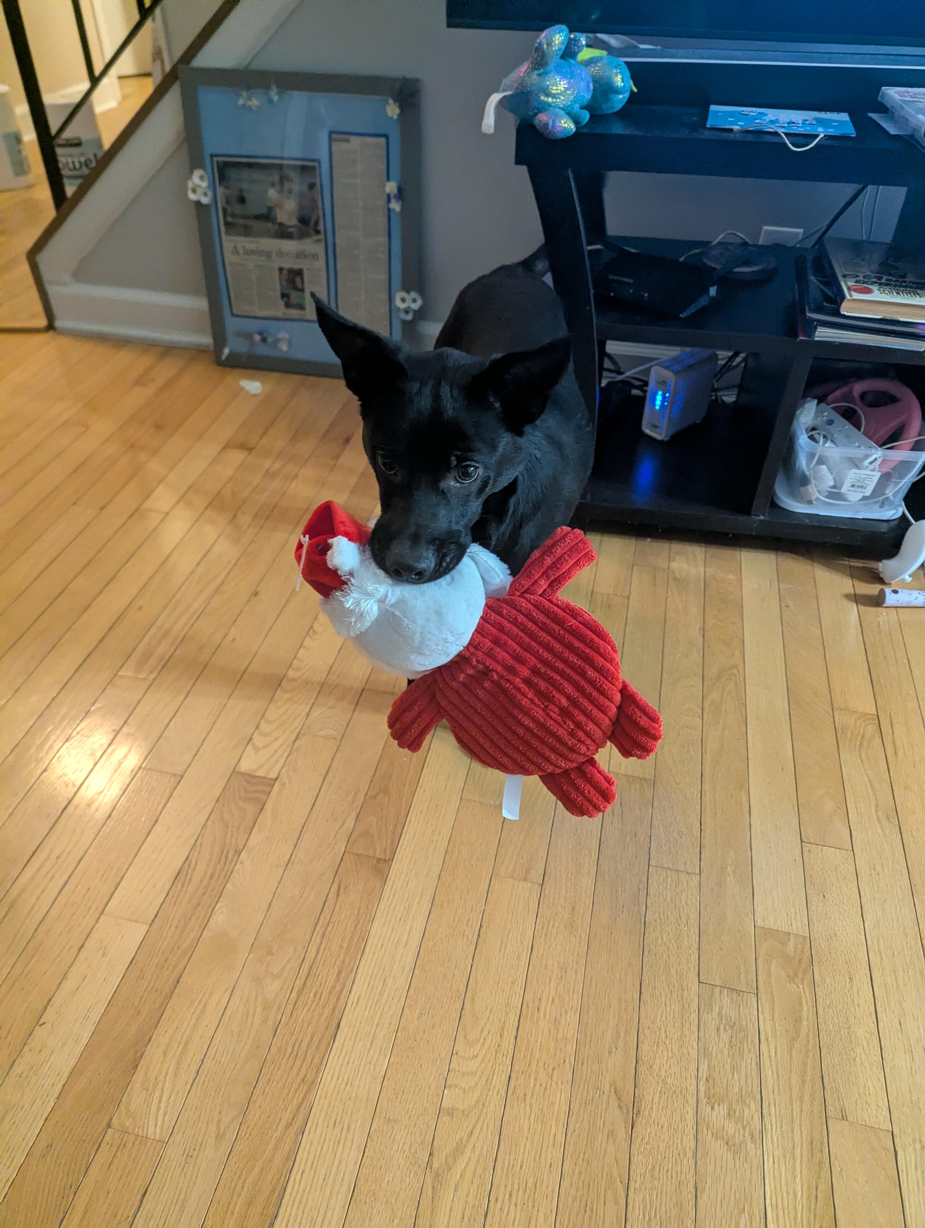 Luffy, a ADOPTABLE mixed breed in Plainfield, IL image 2/5