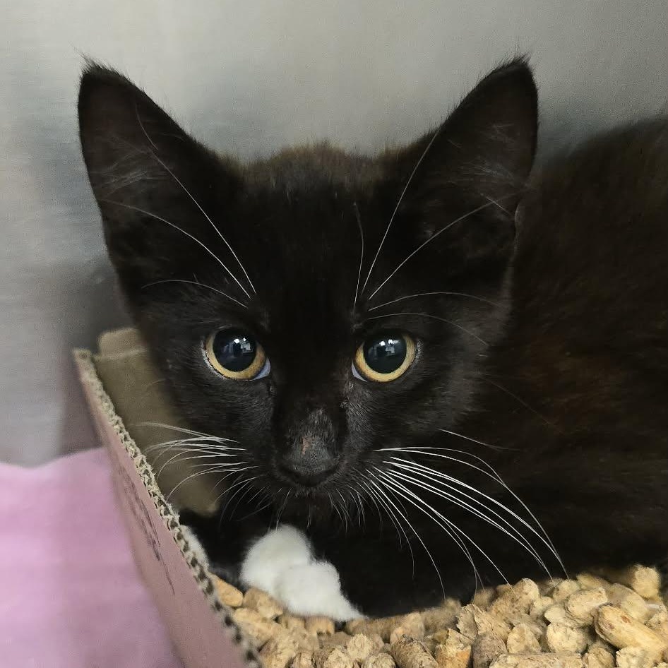 Denise, Adopted, Kitten Female Domestic Short Hair.