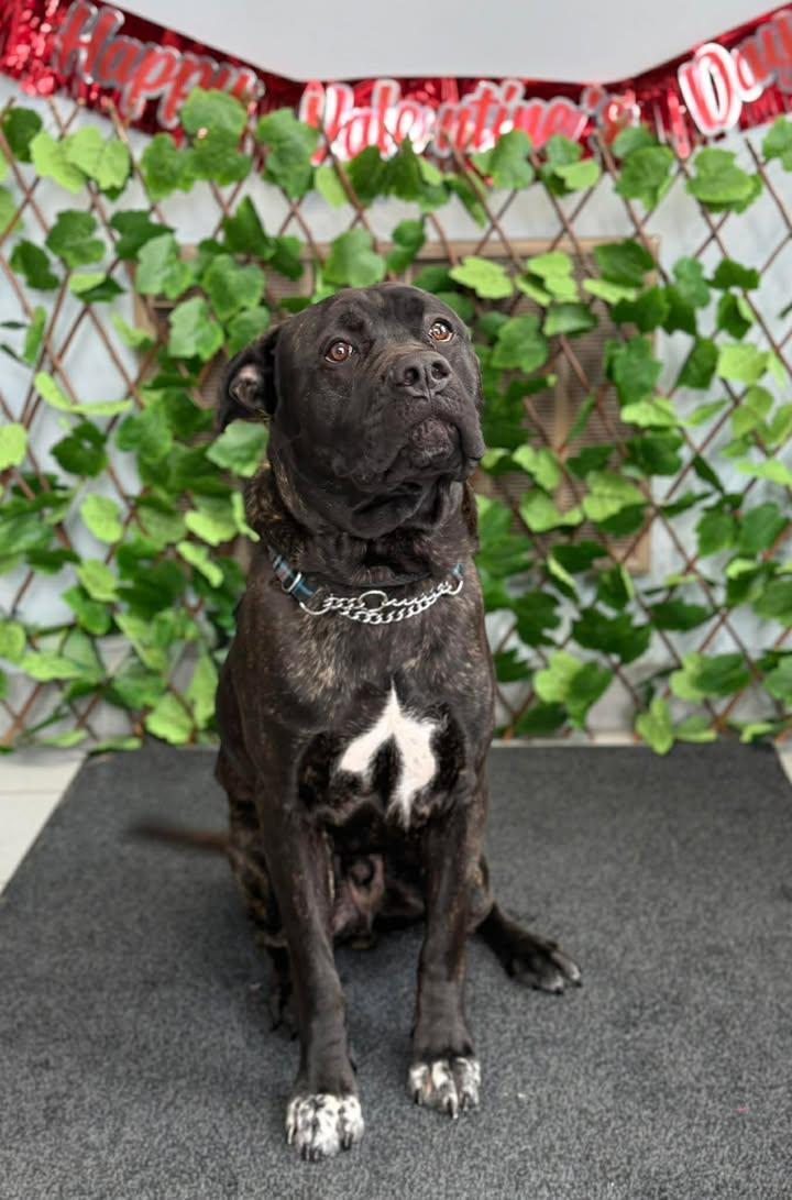 Thor, Adoptable, Adult Male Mastiff & American Bulldog.