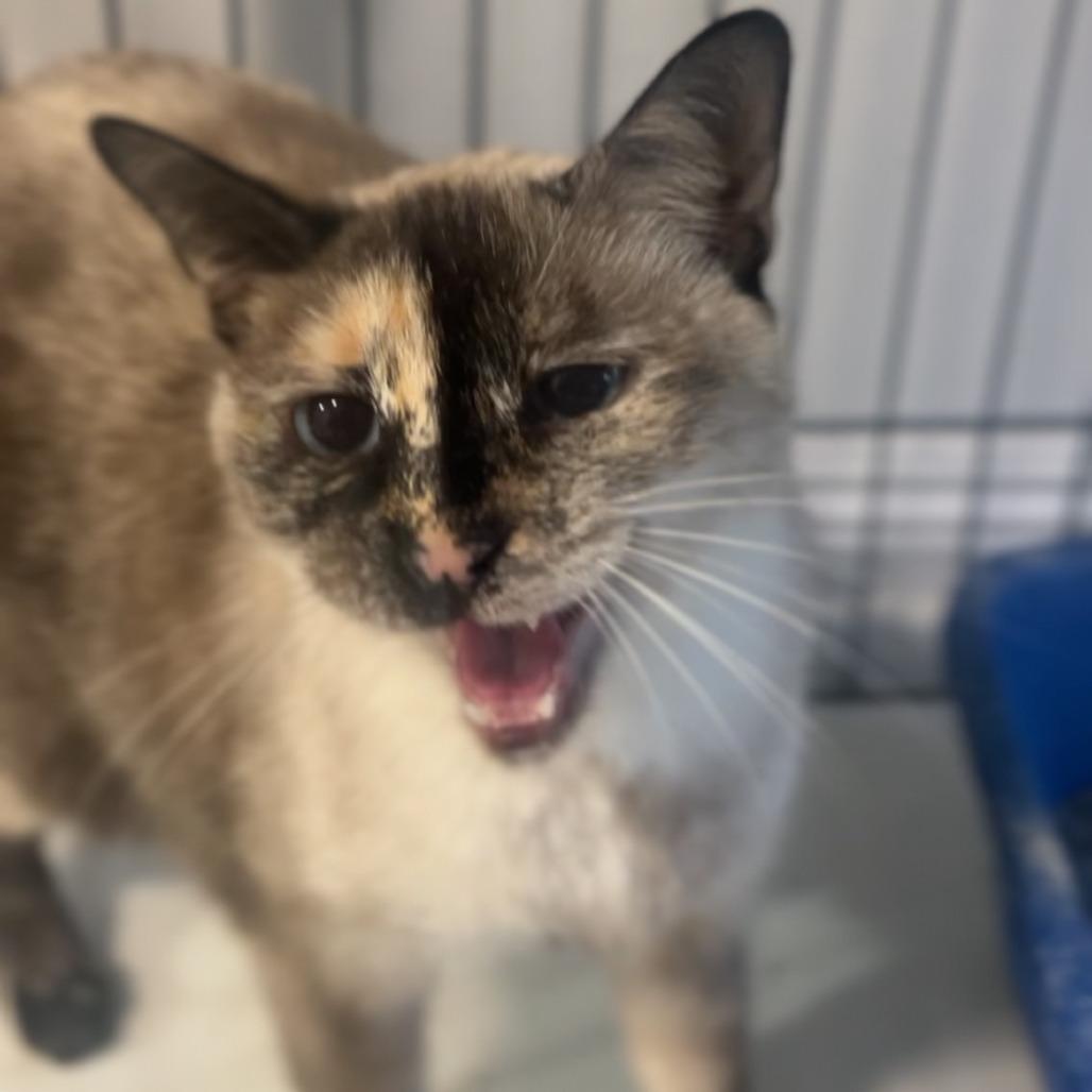 Karlisa, Adoptable, Senior Female Domestic Short Hair.