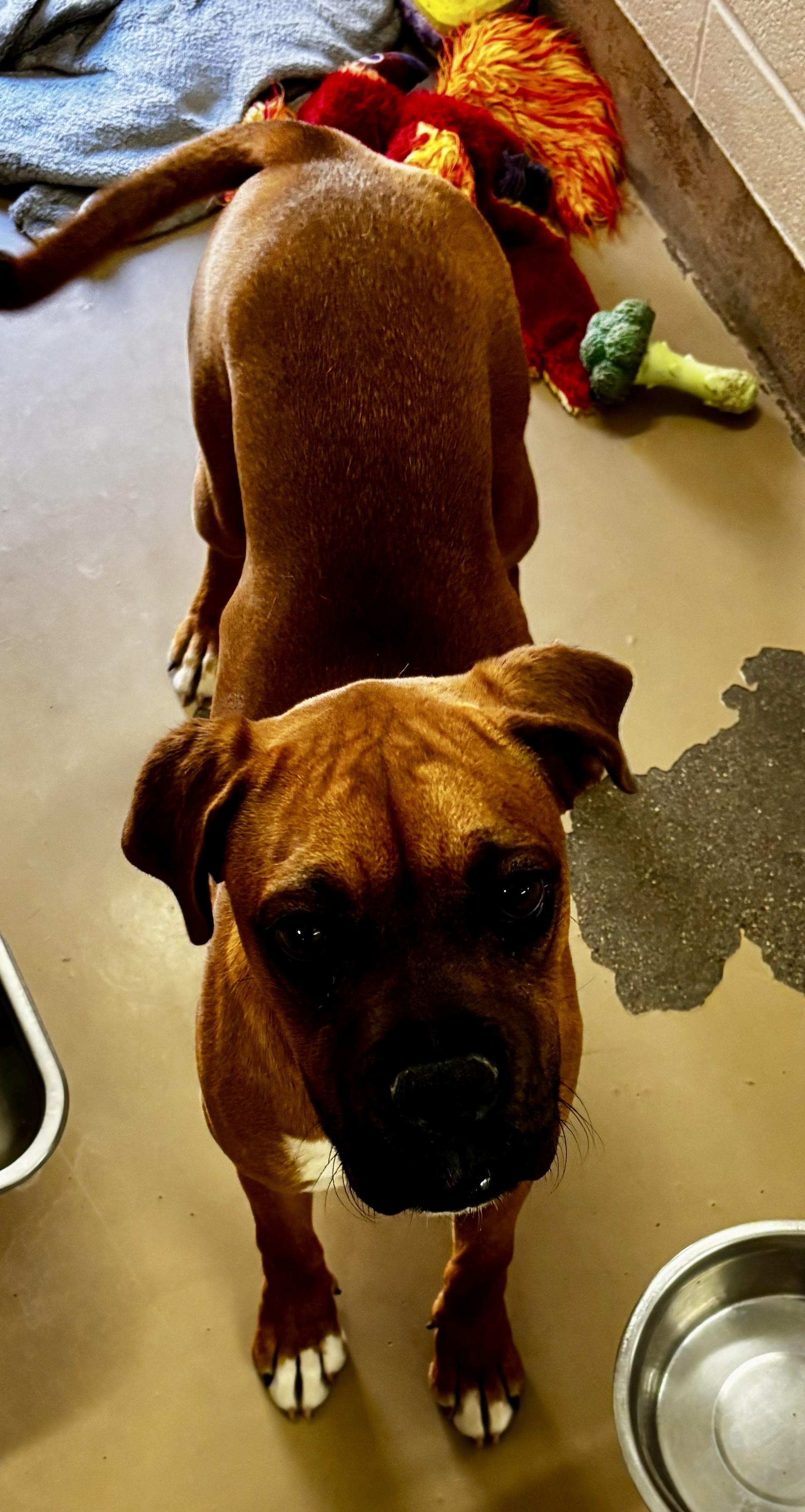 Delilah, adopted, Young Female Boxer.
