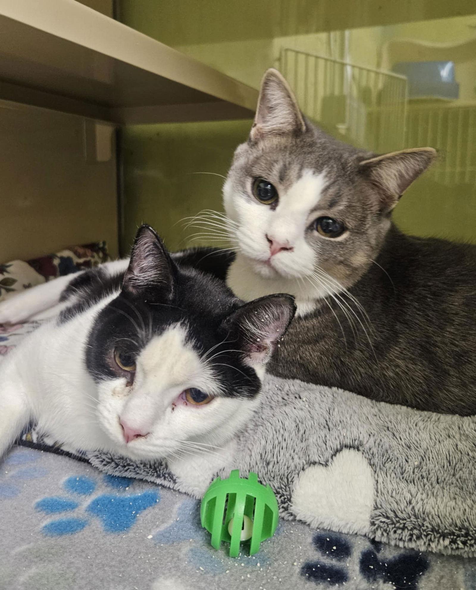 Enlarge Bandit AND Rocket, a Adoptable Domestic Short Hair in Gonic, NH image 1/3
