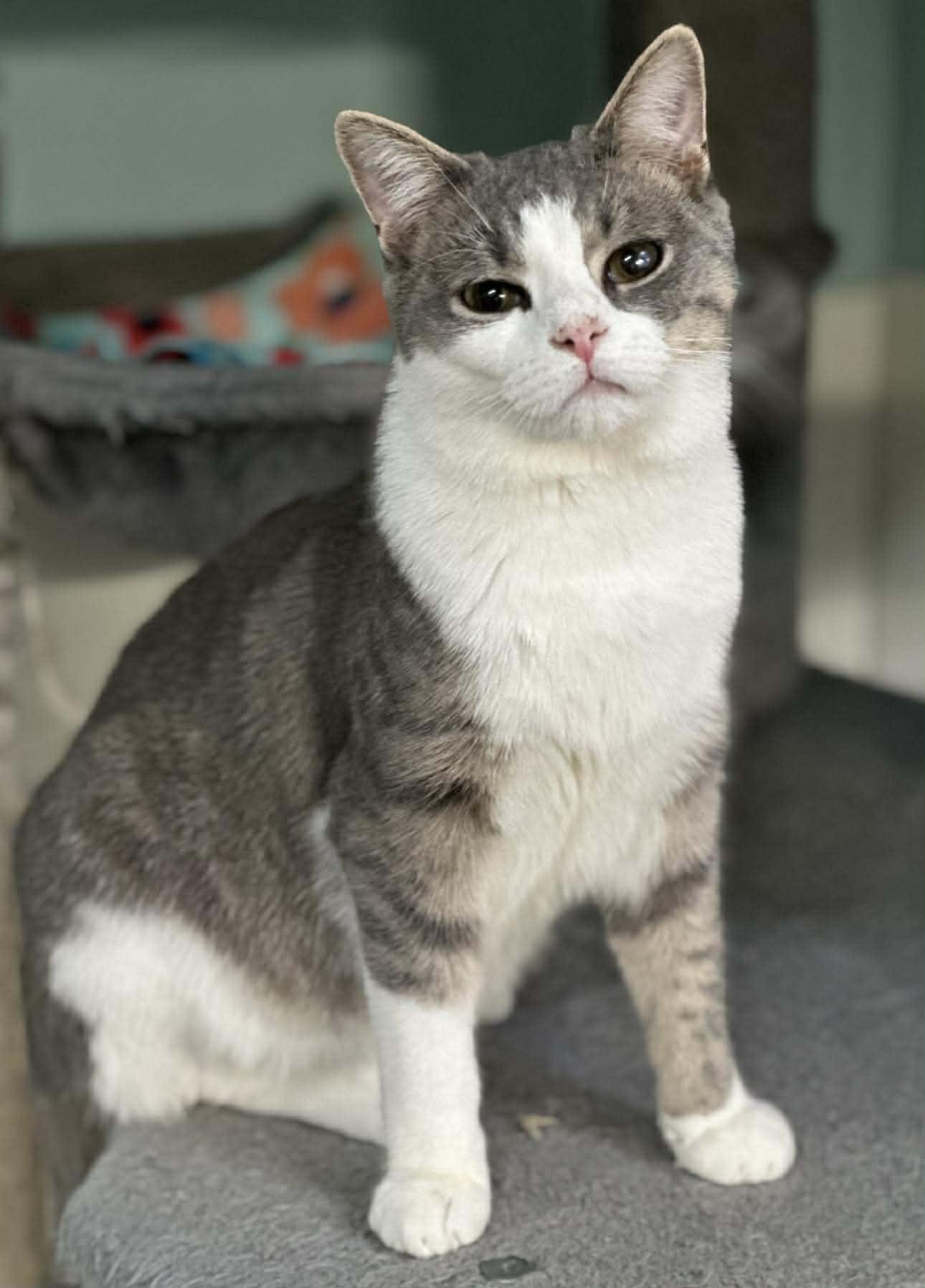 Enlarge Bandit AND Rocket, a Adoptable Domestic Short Hair in Gonic, NH image 2/3