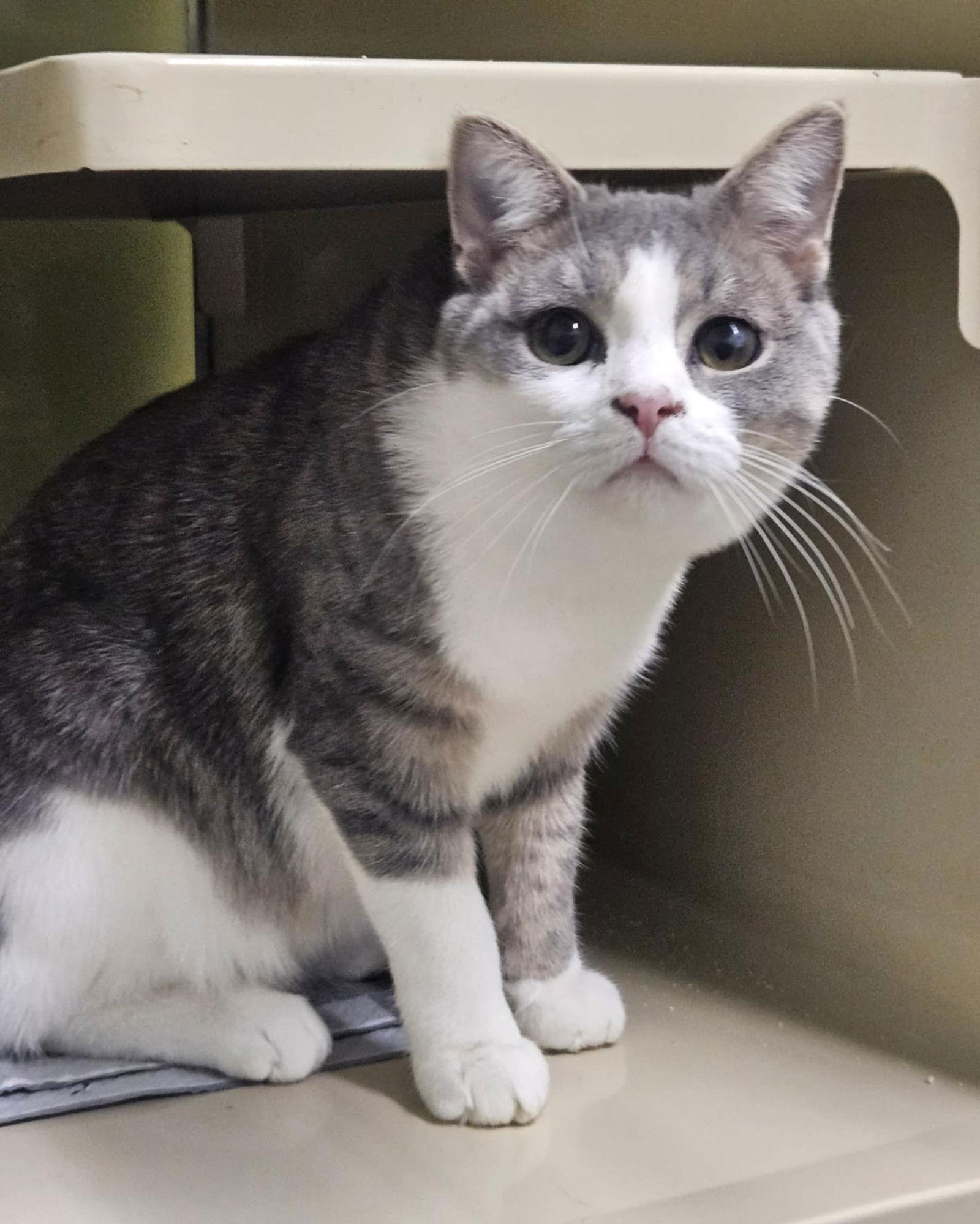 Enlarge Bandit AND Rocket, a Adoptable Domestic Short Hair in Gonic, NH image 3/3