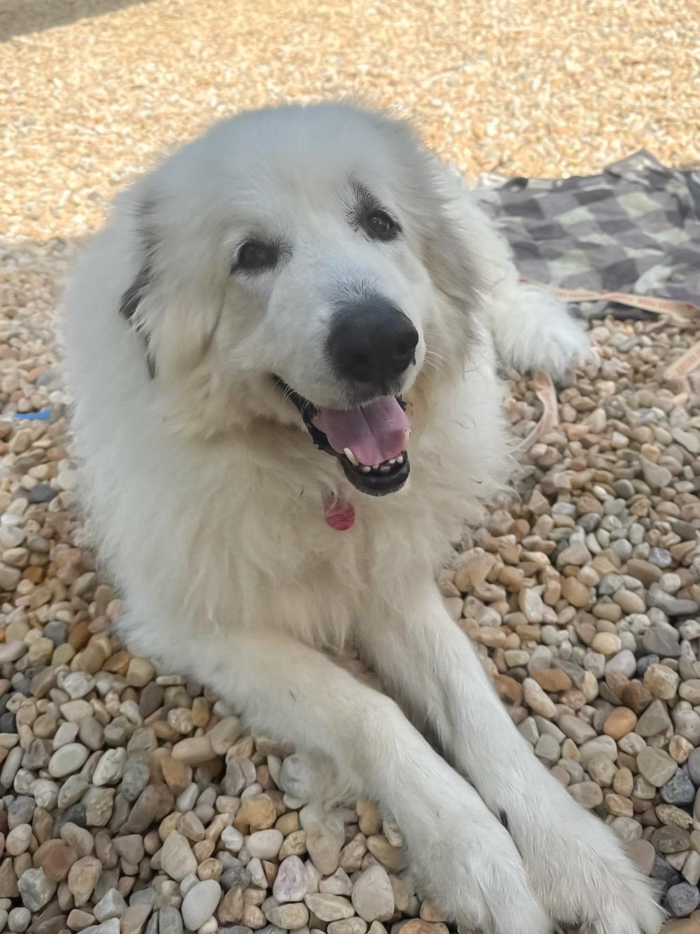 Enlarge Aries, a Adopted Great Pyrenees in Providence Forge, VA image 1/2