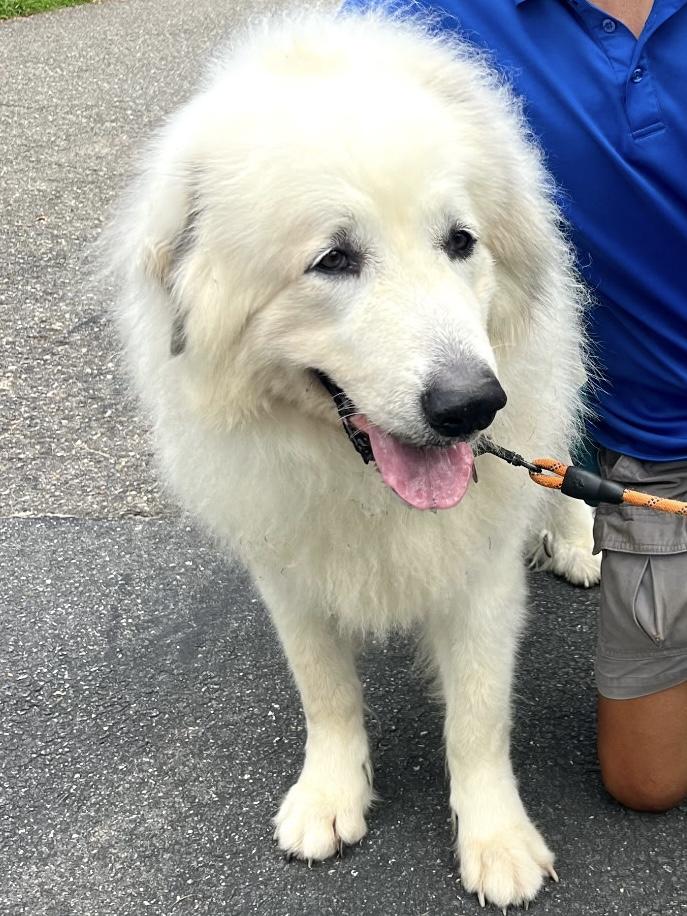 Enlarge Aries, a Adopted Great Pyrenees in Providence Forge, VA image 2/2