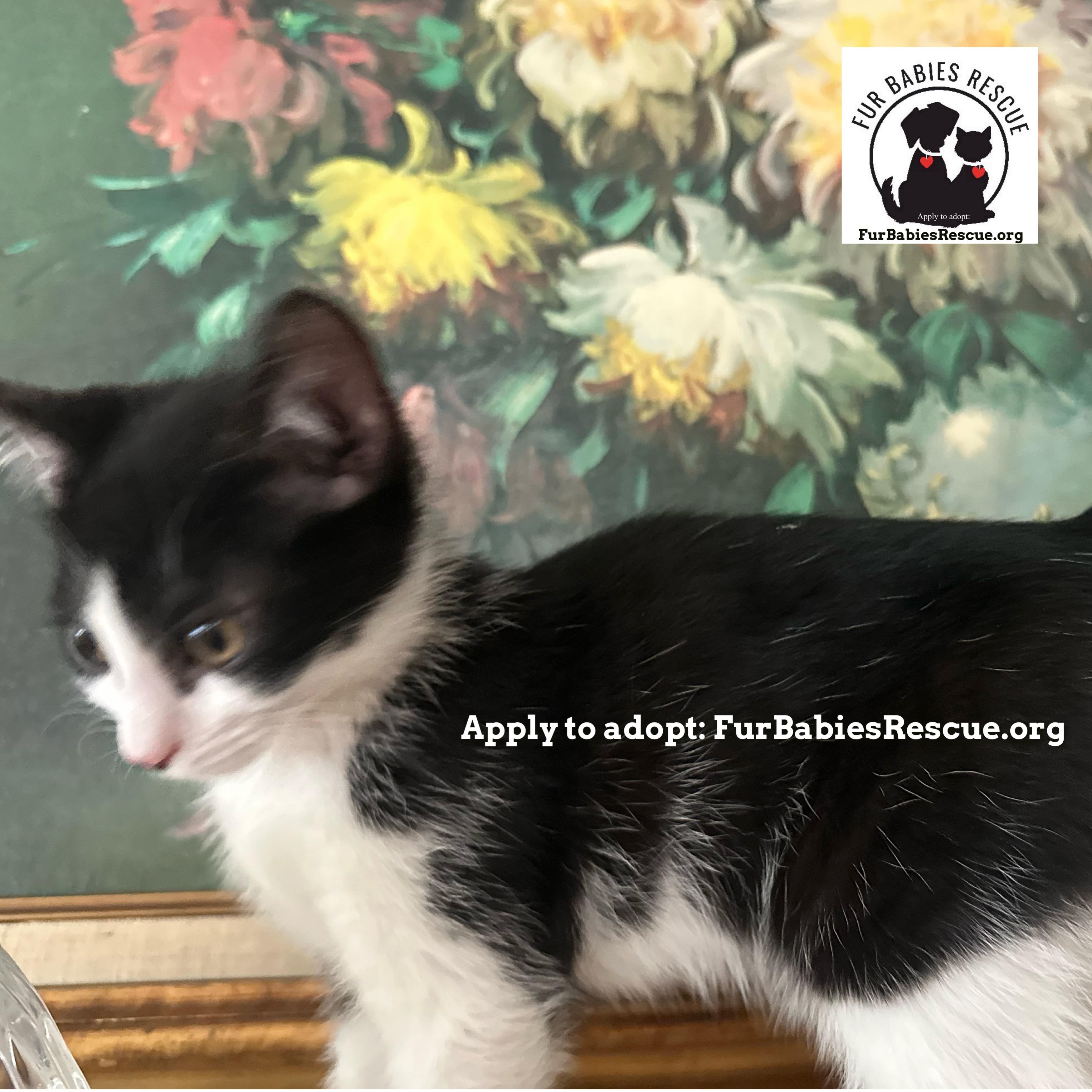 Enlarge Douglass, a Adoptable Domestic Short Hair in Hickory, NC image 3/4