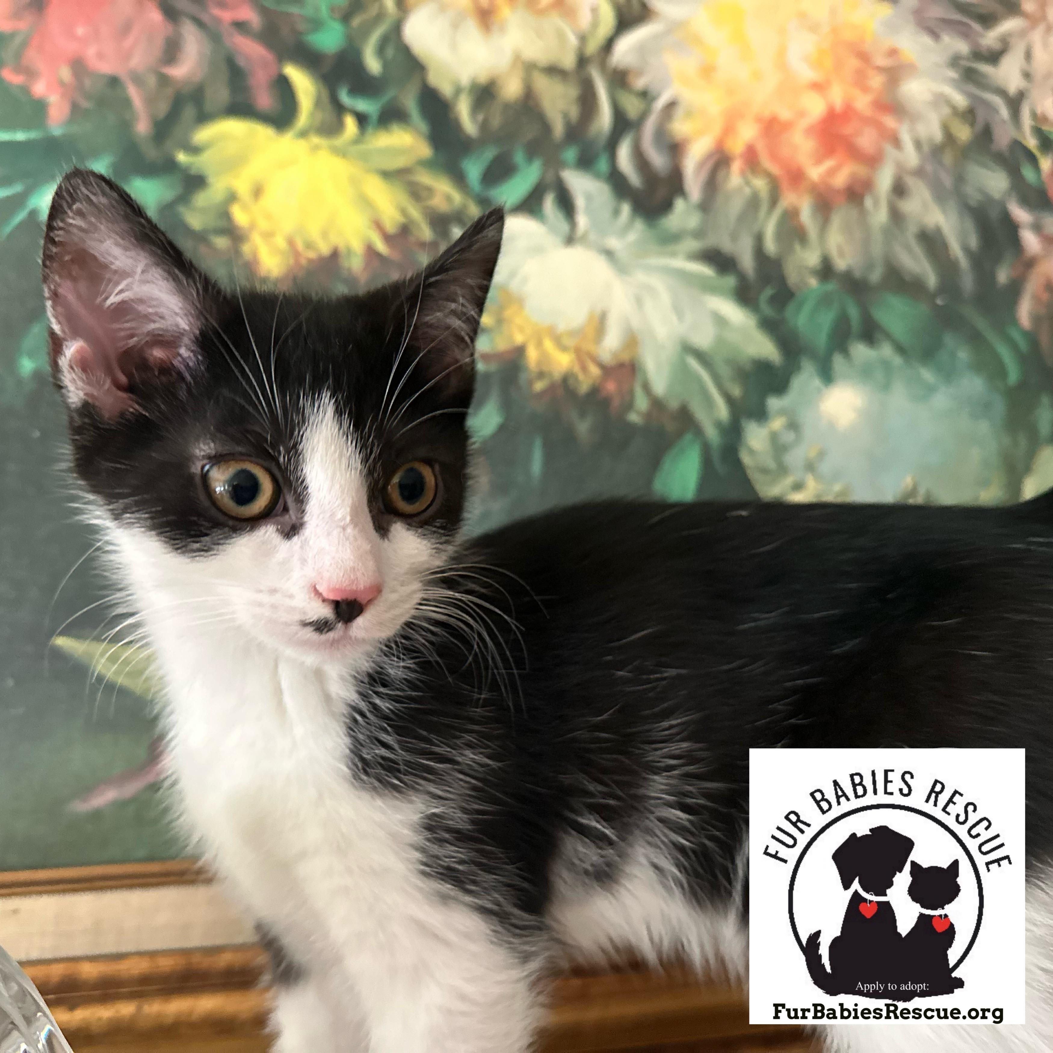 Douglass, Adoptable, Kitten Male Domestic Short Hair.