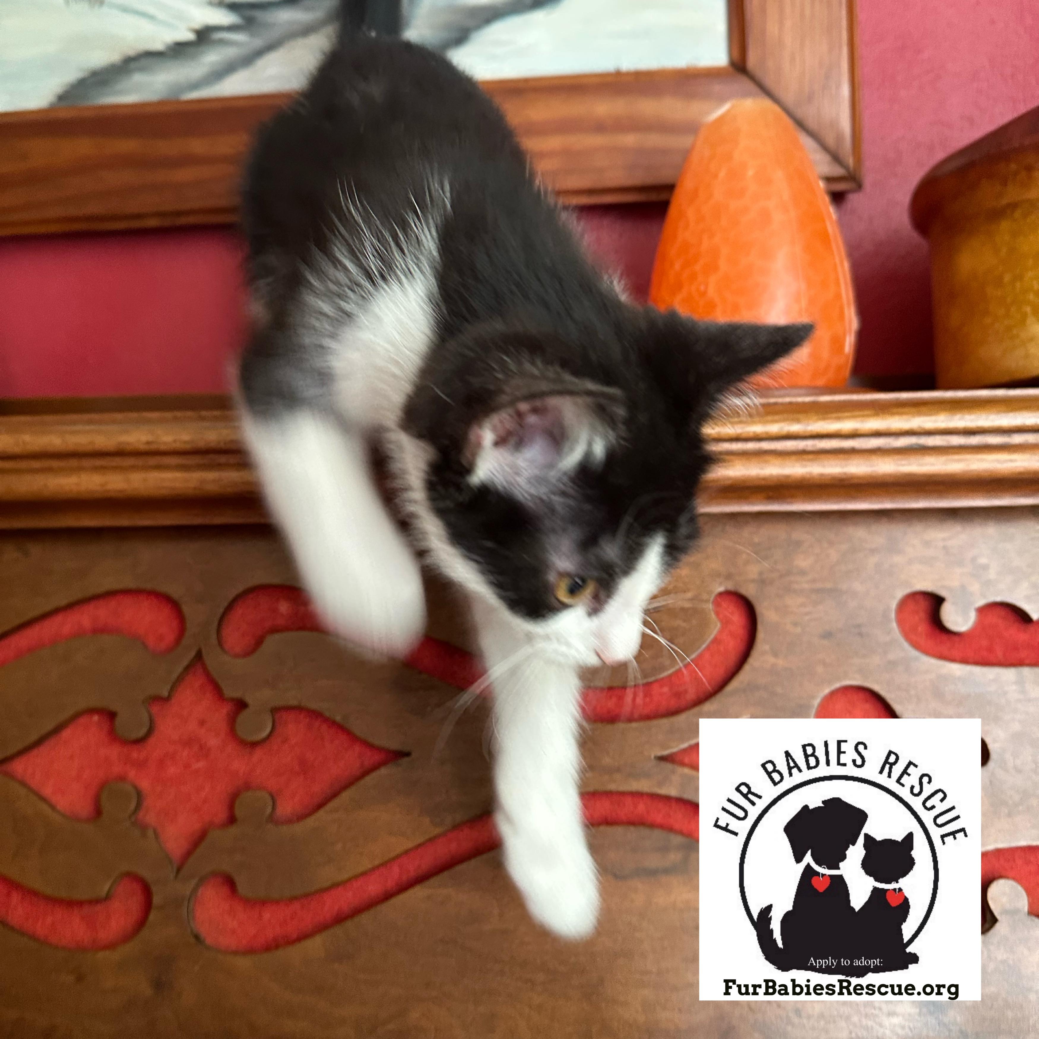 Enlarge Douglass, a Adoptable Domestic Short Hair in Hickory, NC image 2/4