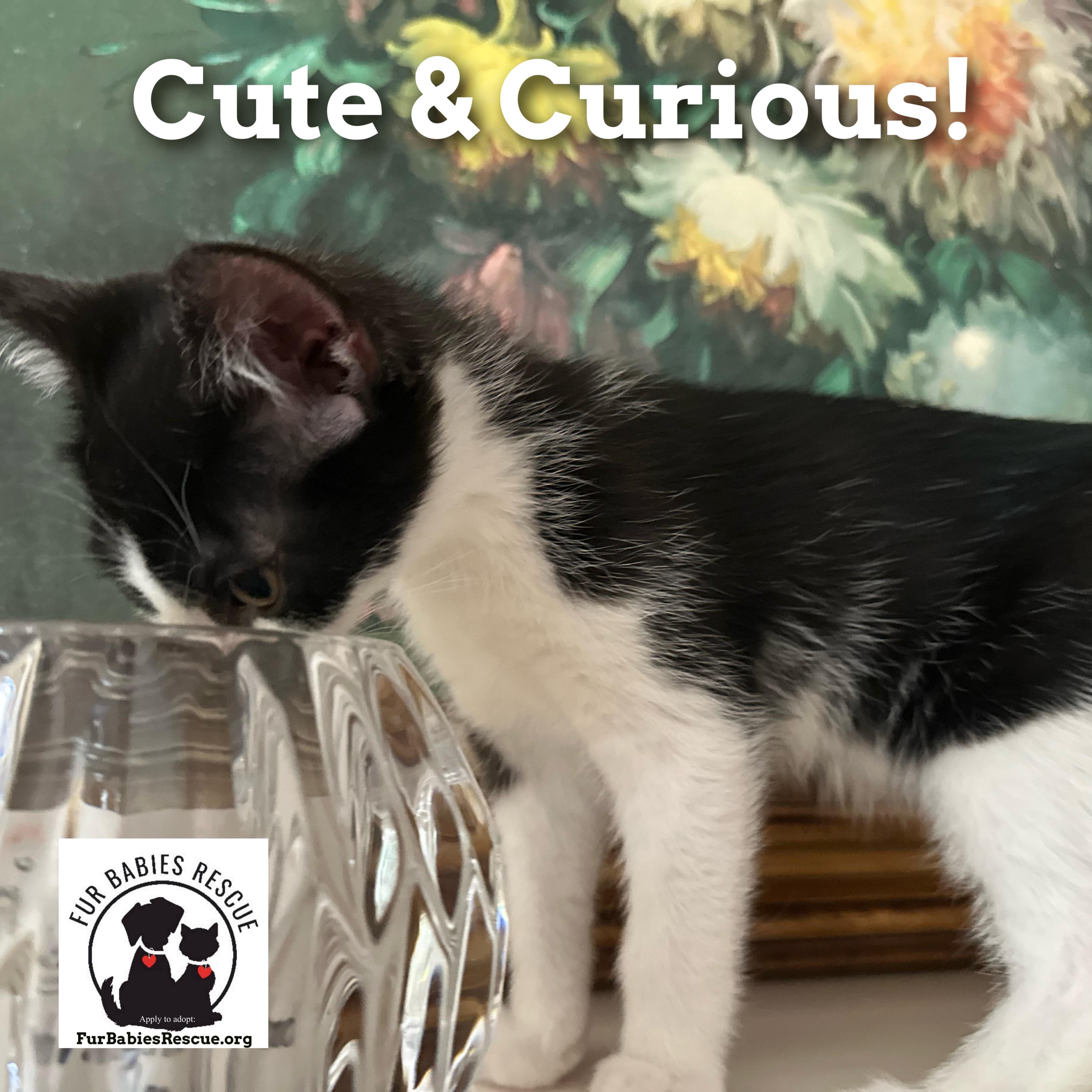 Enlarge Douglass, a Adoptable Domestic Short Hair in Hickory, NC image 4/4