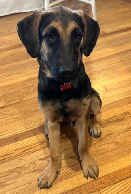 Buster, Adoptable, Young Male German Shepherd Dog & Great Dane.