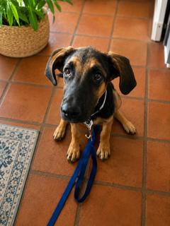 Enlarge Buster, a Adoptable mixed breed in San Diego, CA image 2/3