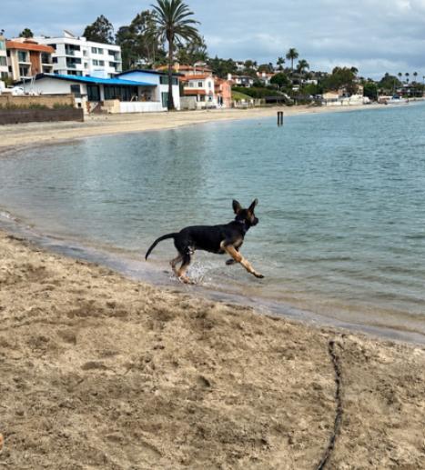 Enlarge Buster, a Adoptable mixed breed in San Diego, CA image 3/3