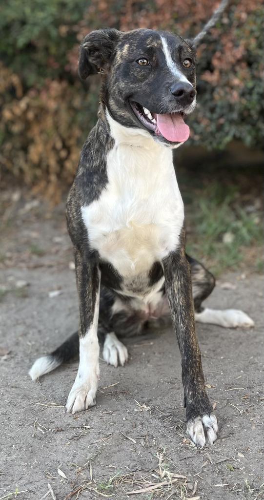 Lydia, Adoptable, Adult Female Mixed Breed.