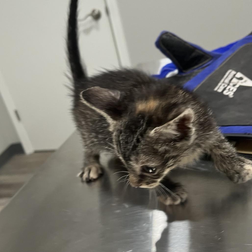 Emily, Adoptable, Kitten Female Domestic Short Hair.