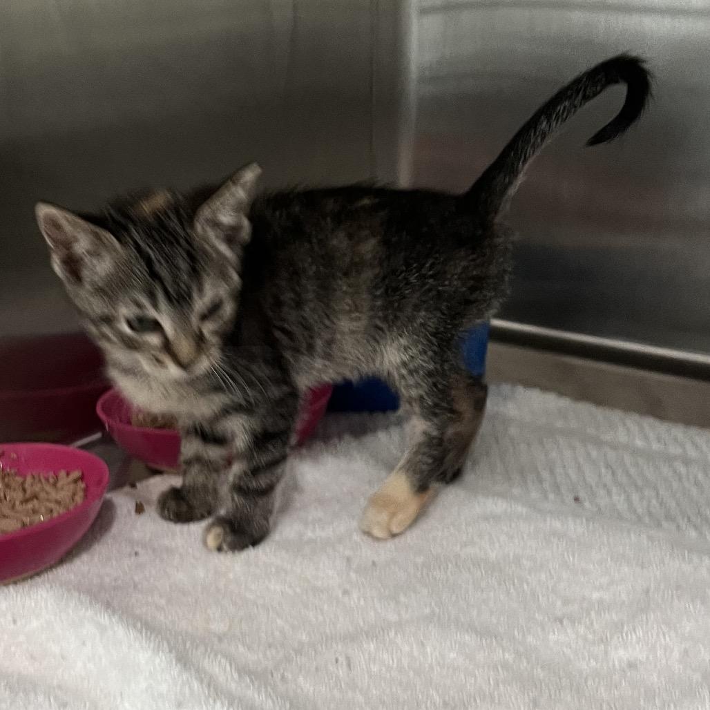 Emily, a Adoptable Domestic Short Hair in Richmond Hill, GA image 2/5