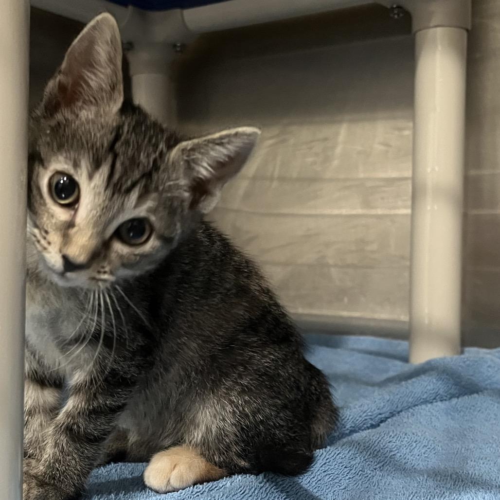 Emily, a Adoptable Domestic Short Hair in Richmond Hill, GA image 3/5