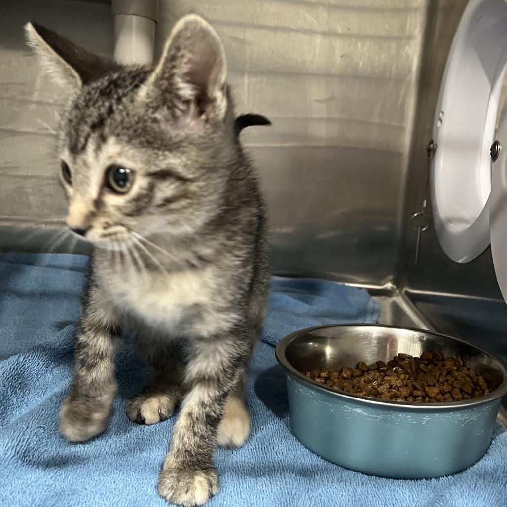 Emily, a Adoptable Domestic Short Hair in Richmond Hill, GA image 4/5
