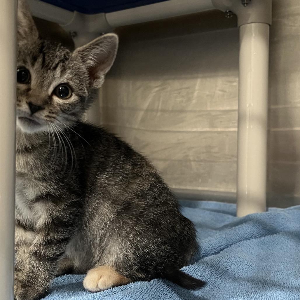 Emily, a Adoptable Domestic Short Hair in Richmond Hill, GA image 5/5