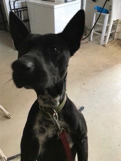 Lucille, Adoptable, Young Female Terrier & Labrador Retriever.