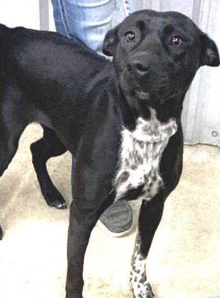 Lucille, Adoptable, Young Female Terrier & Labrador Retriever.