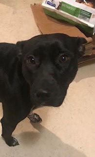 Enlarge Lucille, a Adoptable mixed breed in Westminster, CO image 3/3