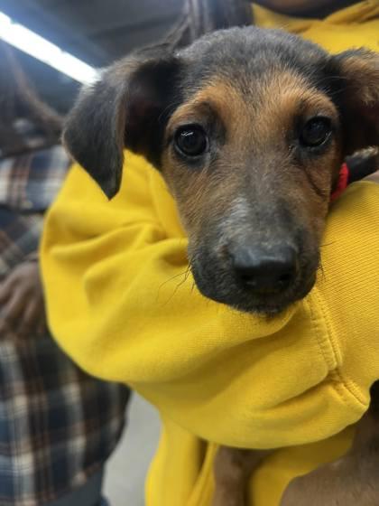 Diva, Adoptable, Puppy Female German Shepherd Dog & Australian Shepherd.