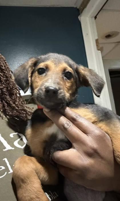 Enlarge Diva, a Adoptable mixed breed in Hobart, IN image 2/3