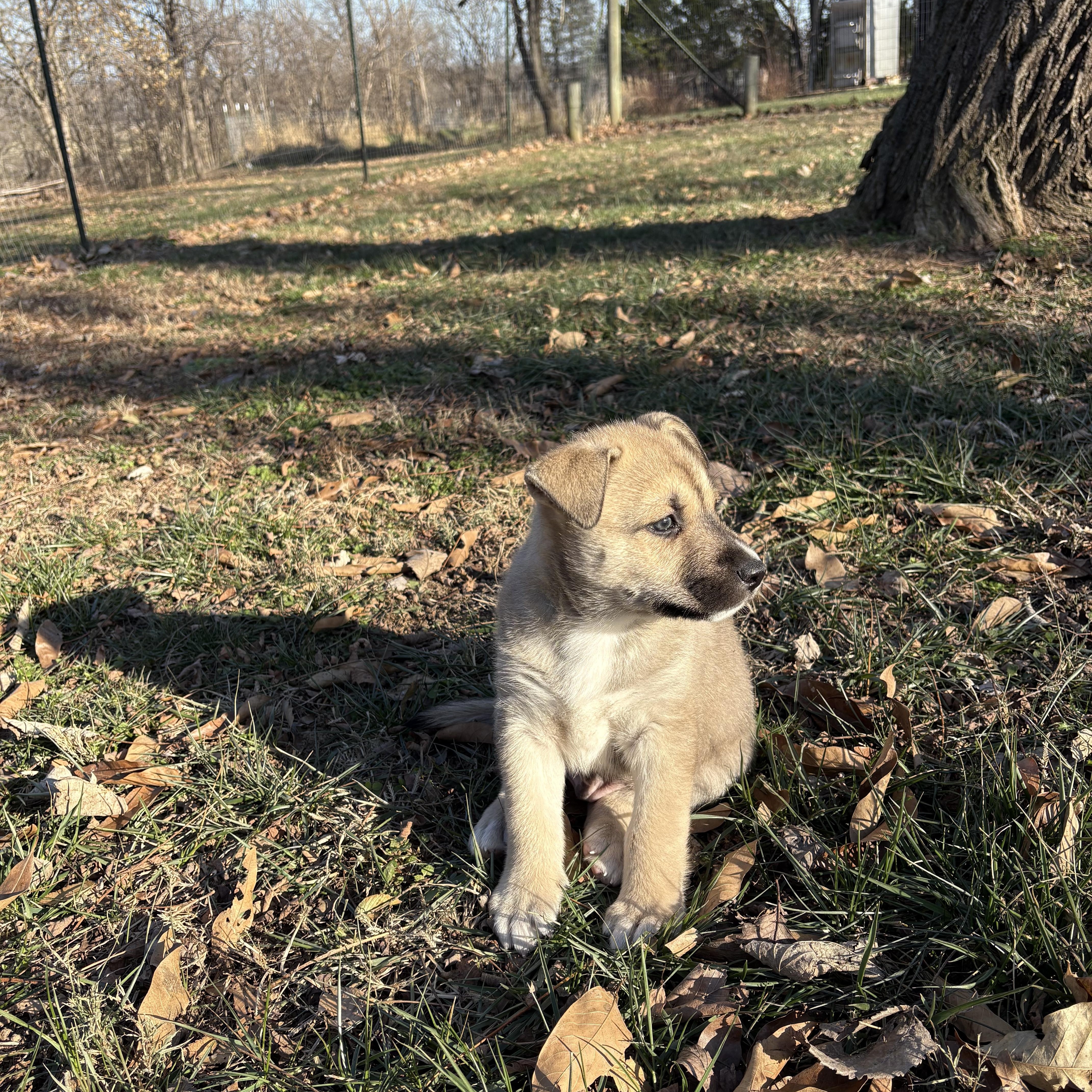 Enlarge Kodiak , a ADOPTABLE mixed breed in Jefferson City, MO image 6/6