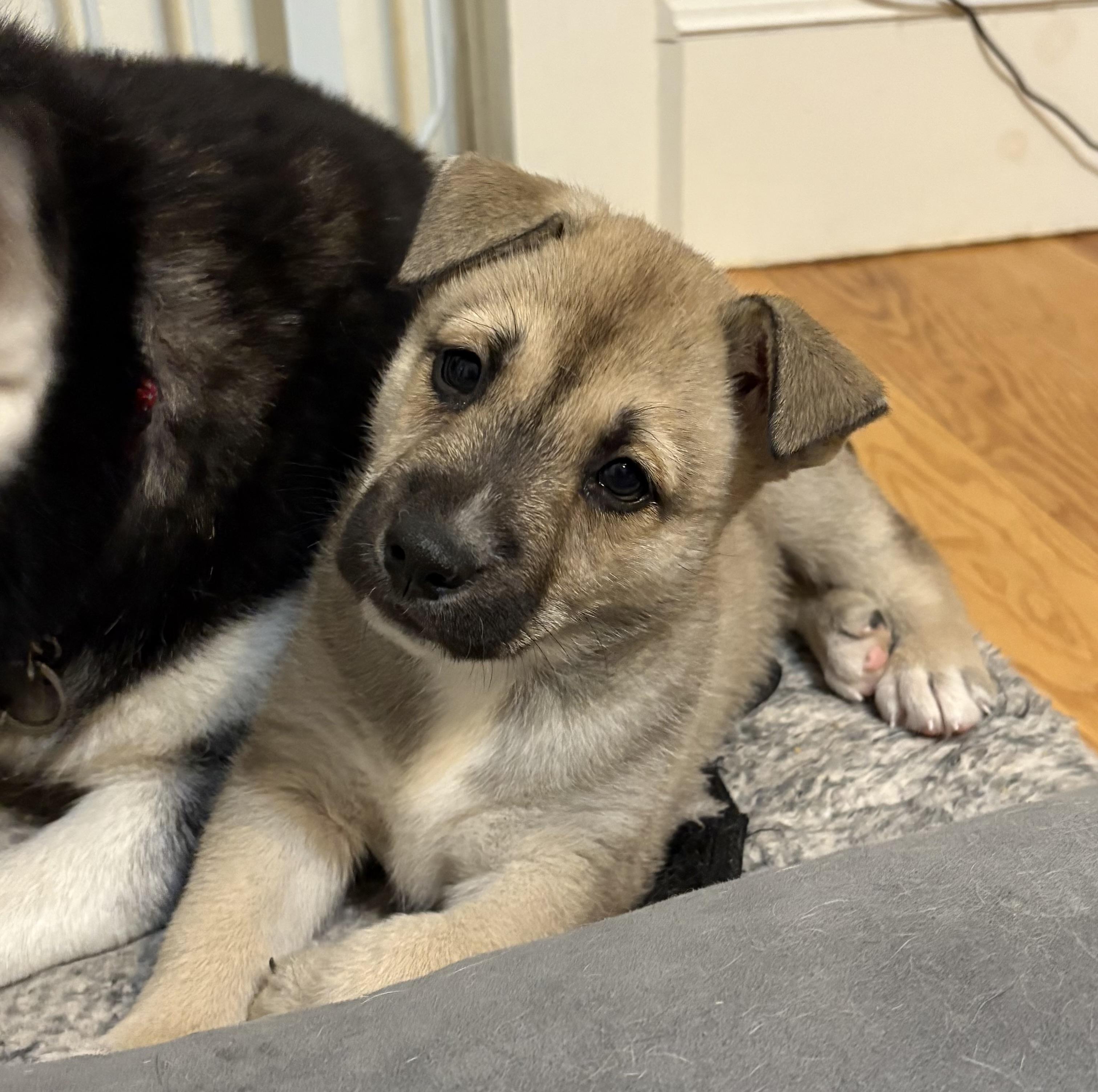 Enlarge Kodiak , a ADOPTABLE mixed breed in Jefferson City, MO image 2/6