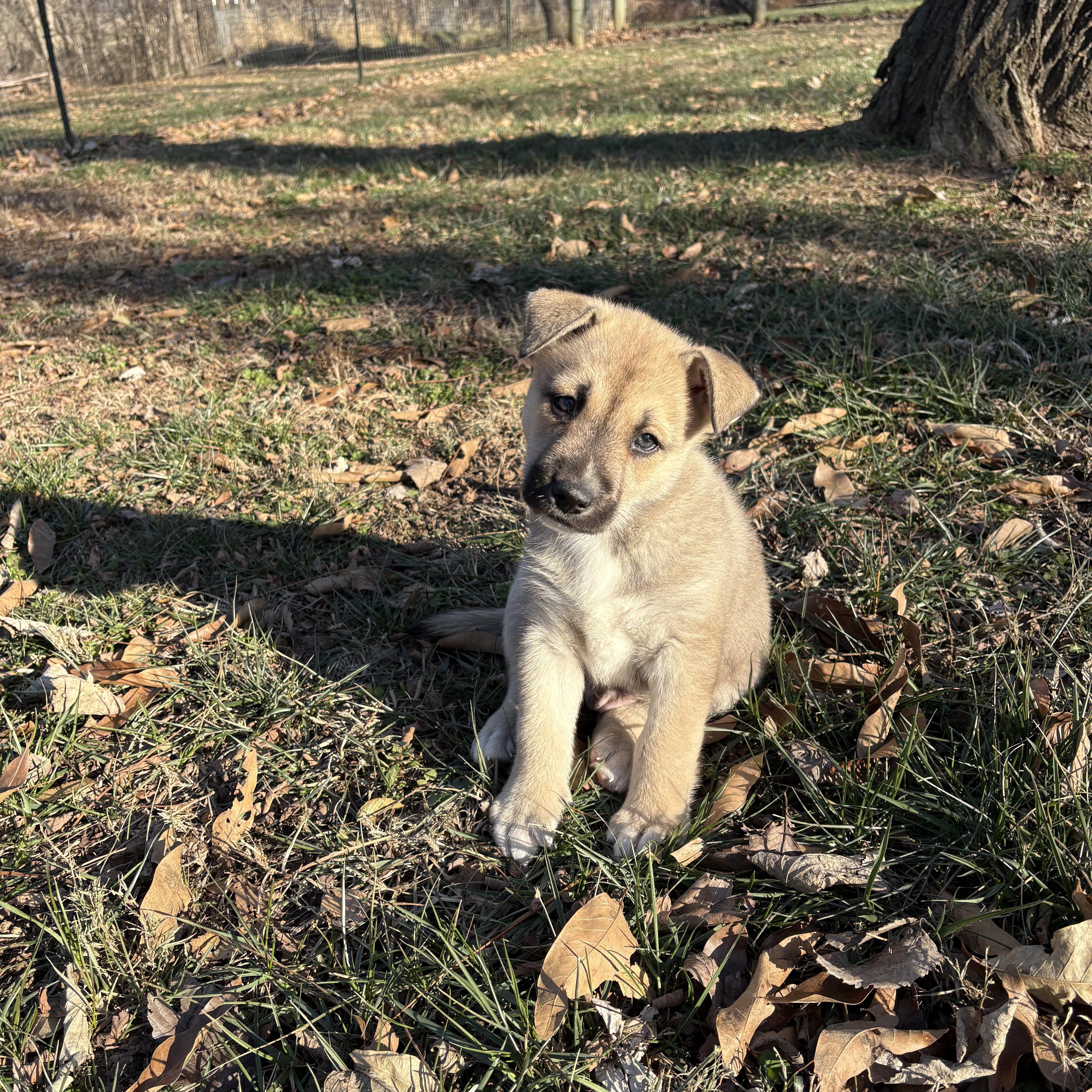Enlarge Kodiak , a ADOPTABLE mixed breed in Jefferson City, MO image 4/6