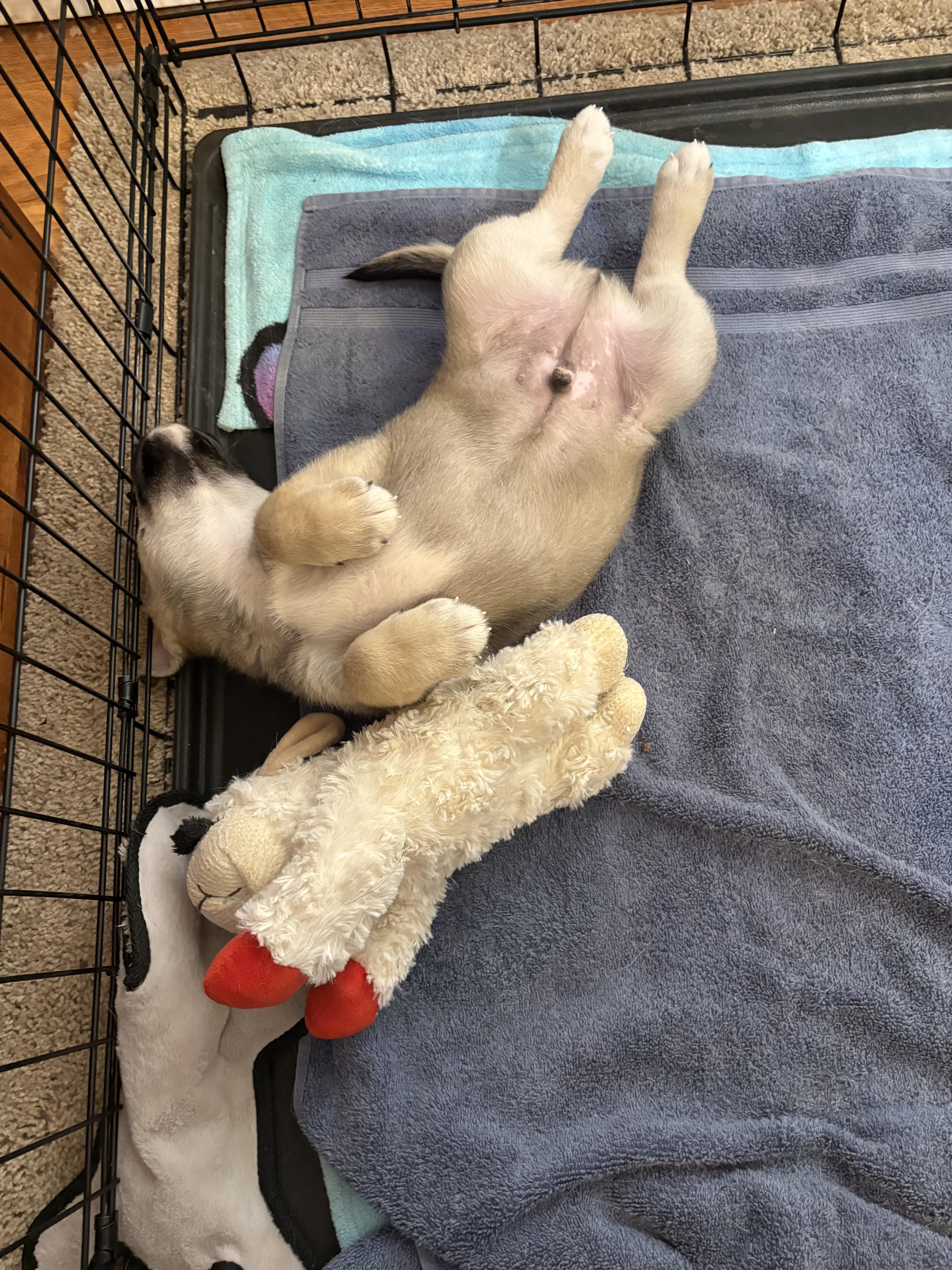 Enlarge Kodiak , a ADOPTABLE mixed breed in Jefferson City, MO image 3/6