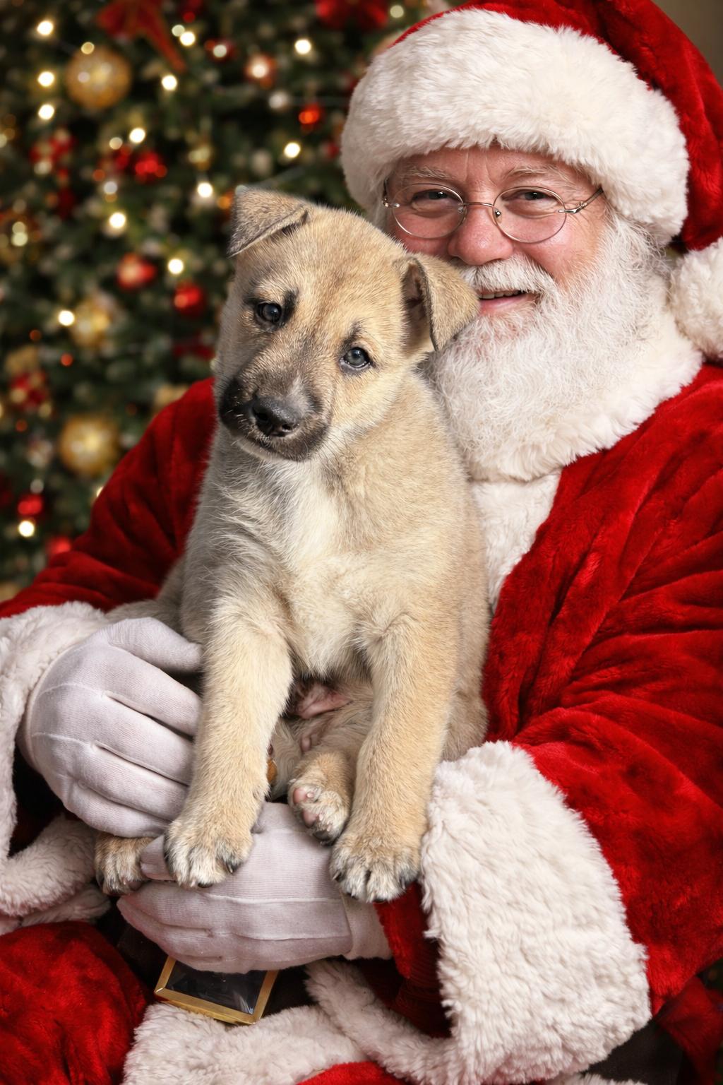 Enlarge Kodiak , a ADOPTABLE mixed breed in Jefferson City, MO image 1/6