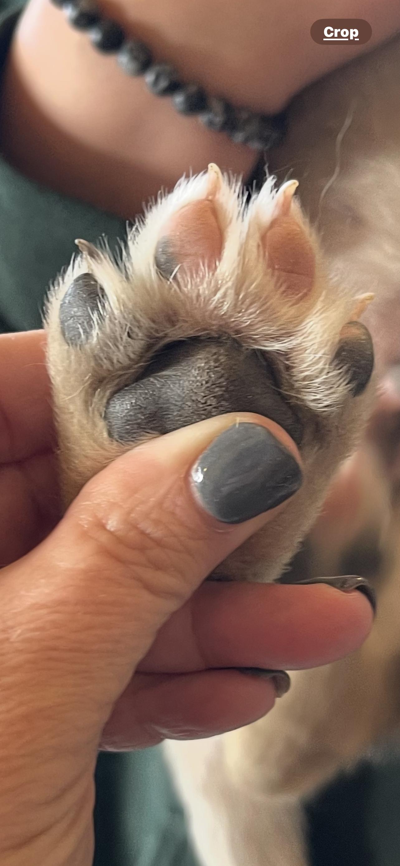 Enlarge Kodiak , a ADOPTABLE mixed breed in Jefferson City, MO image 5/6