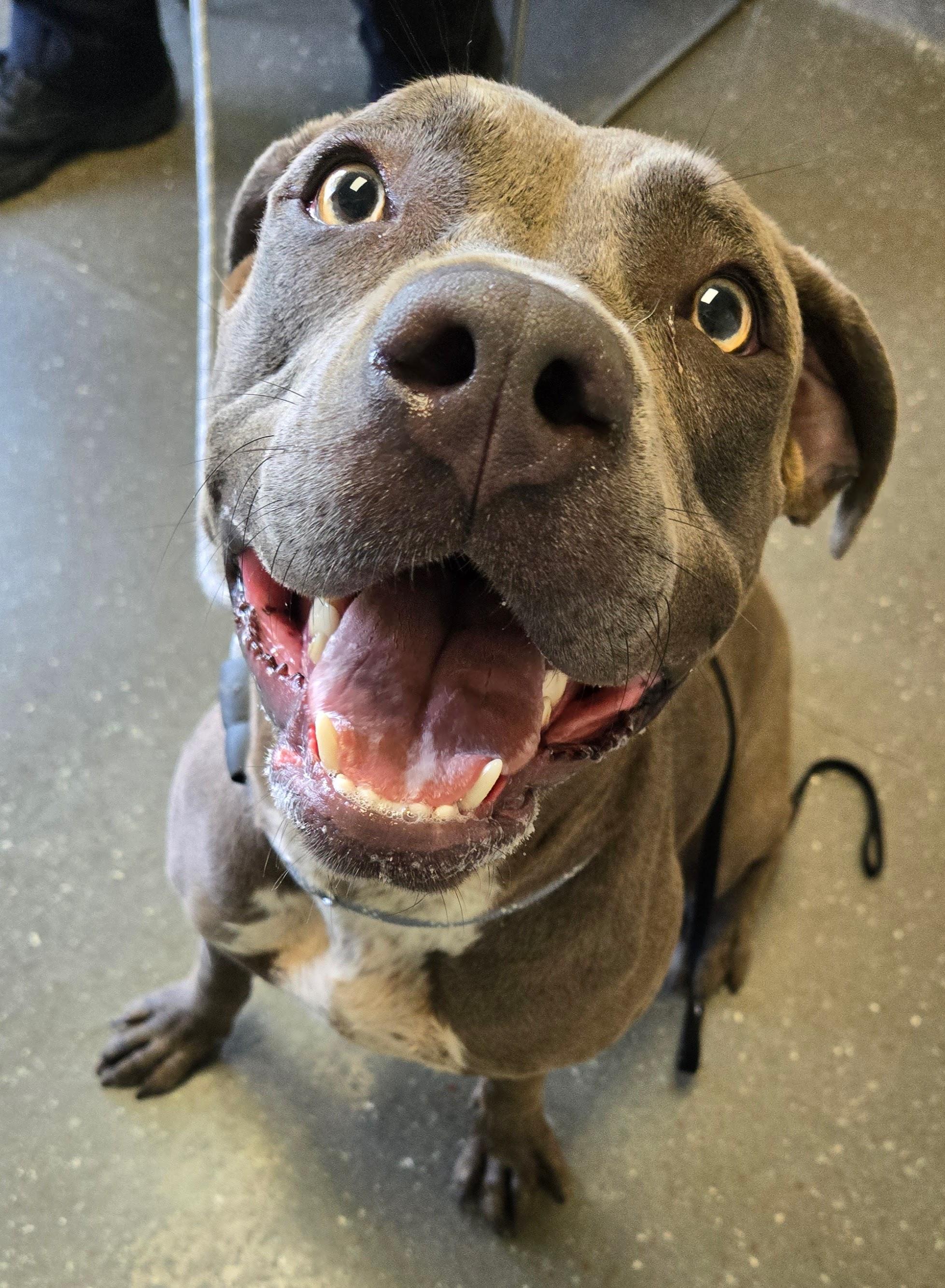 Enlarge Juliana, a Adoptable mixed breed in Valparaiso, IN image 2/2