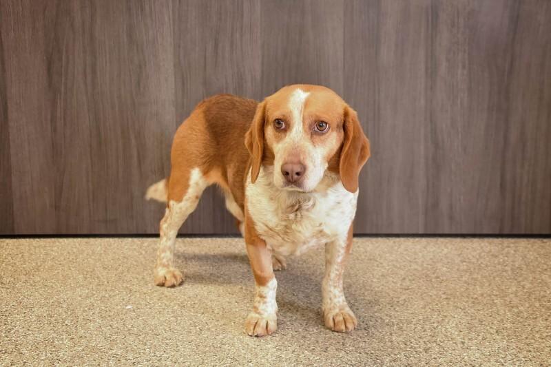 Sir Gherkin, Adoptable, Young Male Beagle.