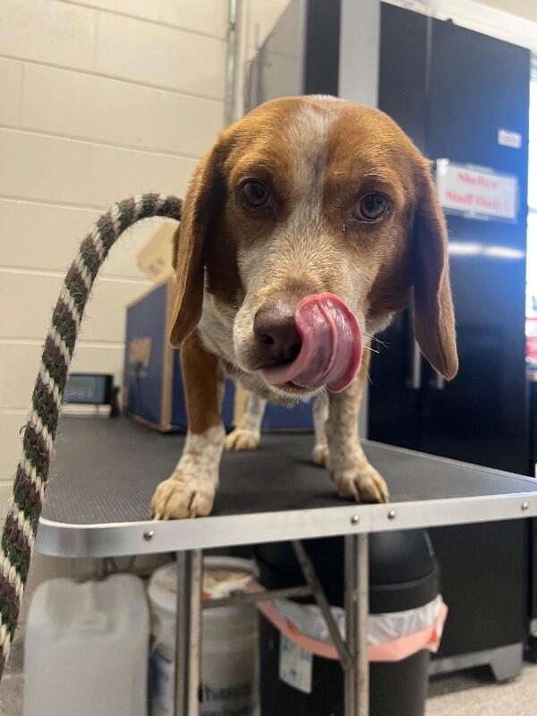 Enlarge Sir Gherkin, a Adoptable Beagle in Georgetown, OH image 1/1