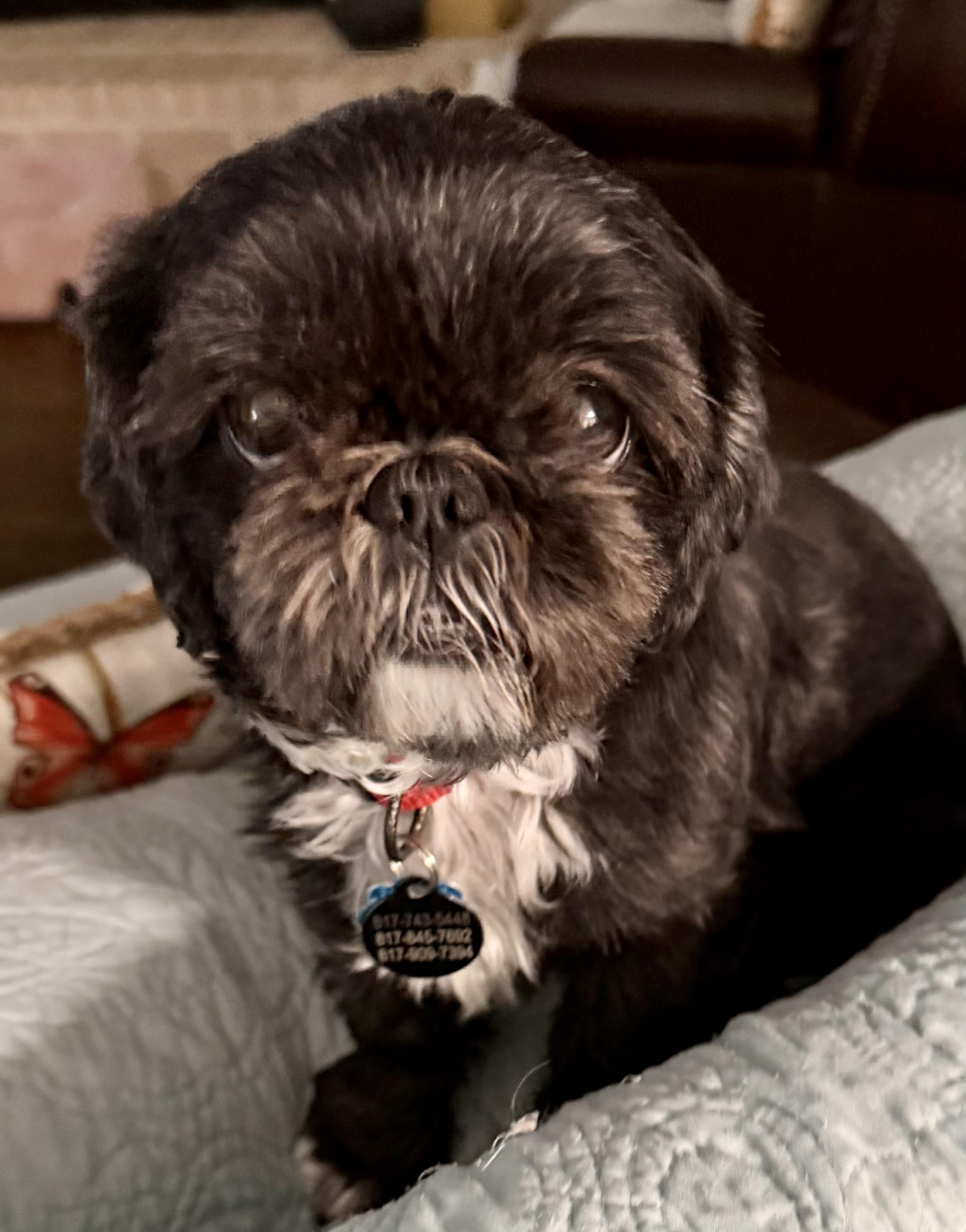 Dollywood Miller, adoptable, Adult Female Shih Tzu.
