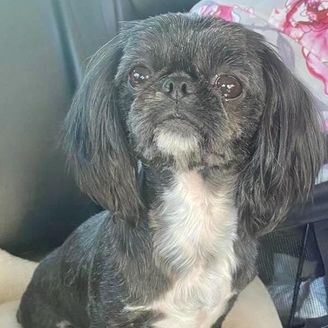 Dollywood Miller, Adoptable, Adult Female Shih Tzu.