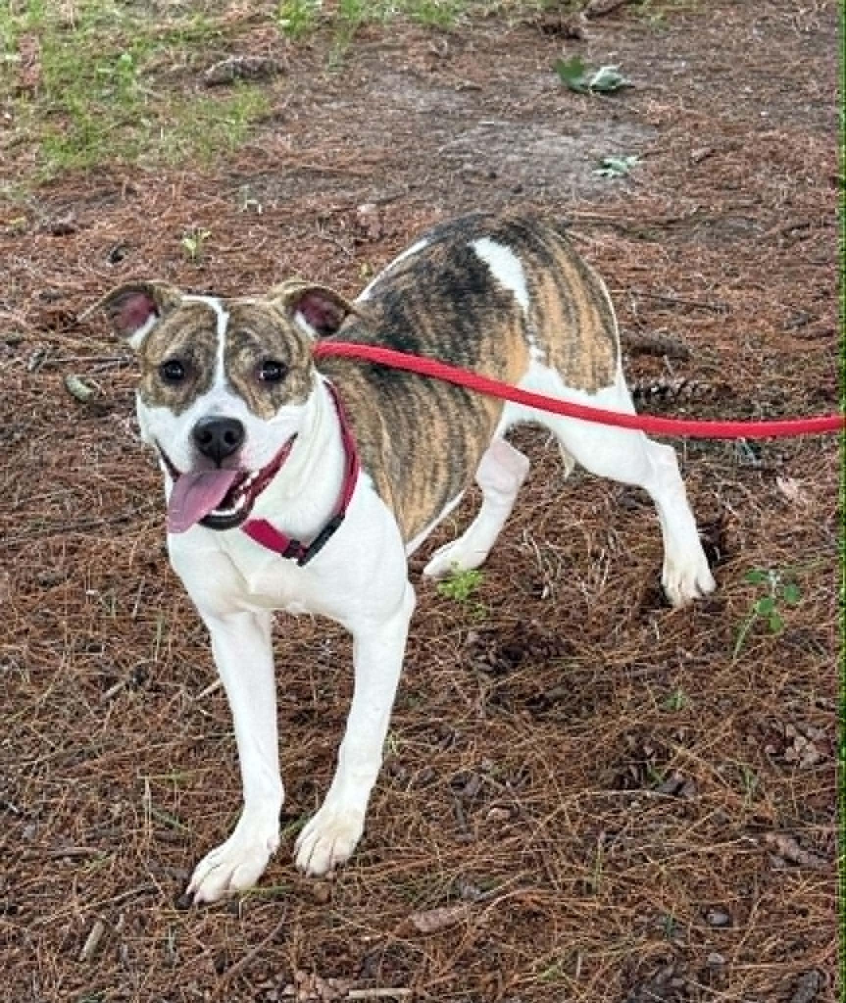 Enlarge Amber (in a FOSTER home), a ADOPTABLE mixed breed in Springfield, IL image 1/3