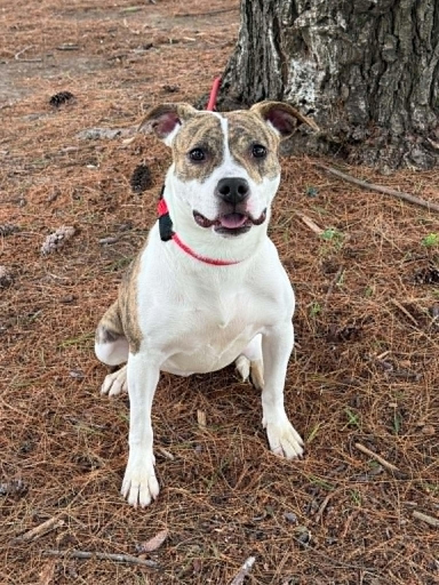 Enlarge Amber (in a FOSTER home), a ADOPTABLE mixed breed in Springfield, IL image 3/3