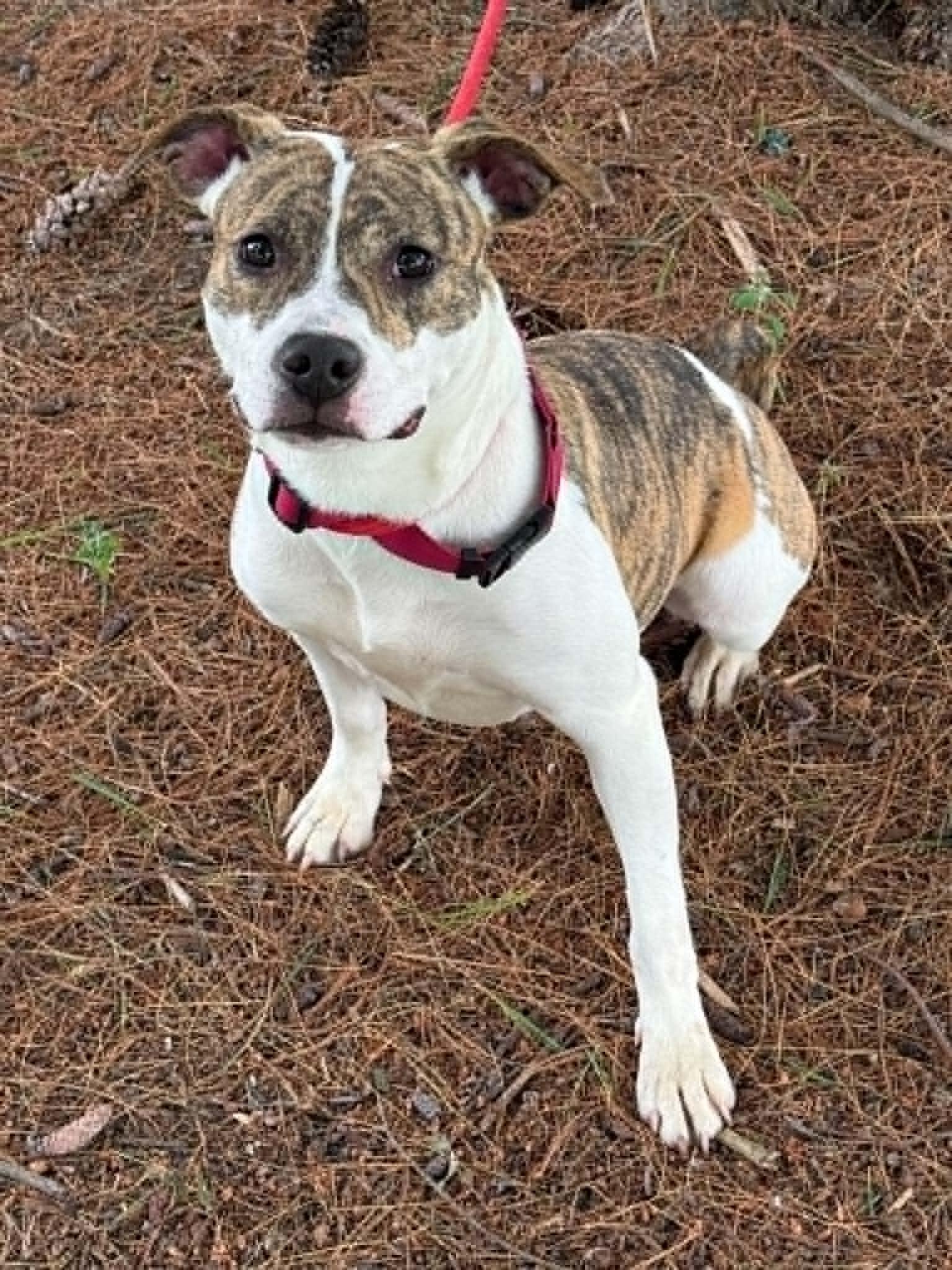 Enlarge Amber (in a FOSTER home), a ADOPTABLE mixed breed in Springfield, IL image 2/3