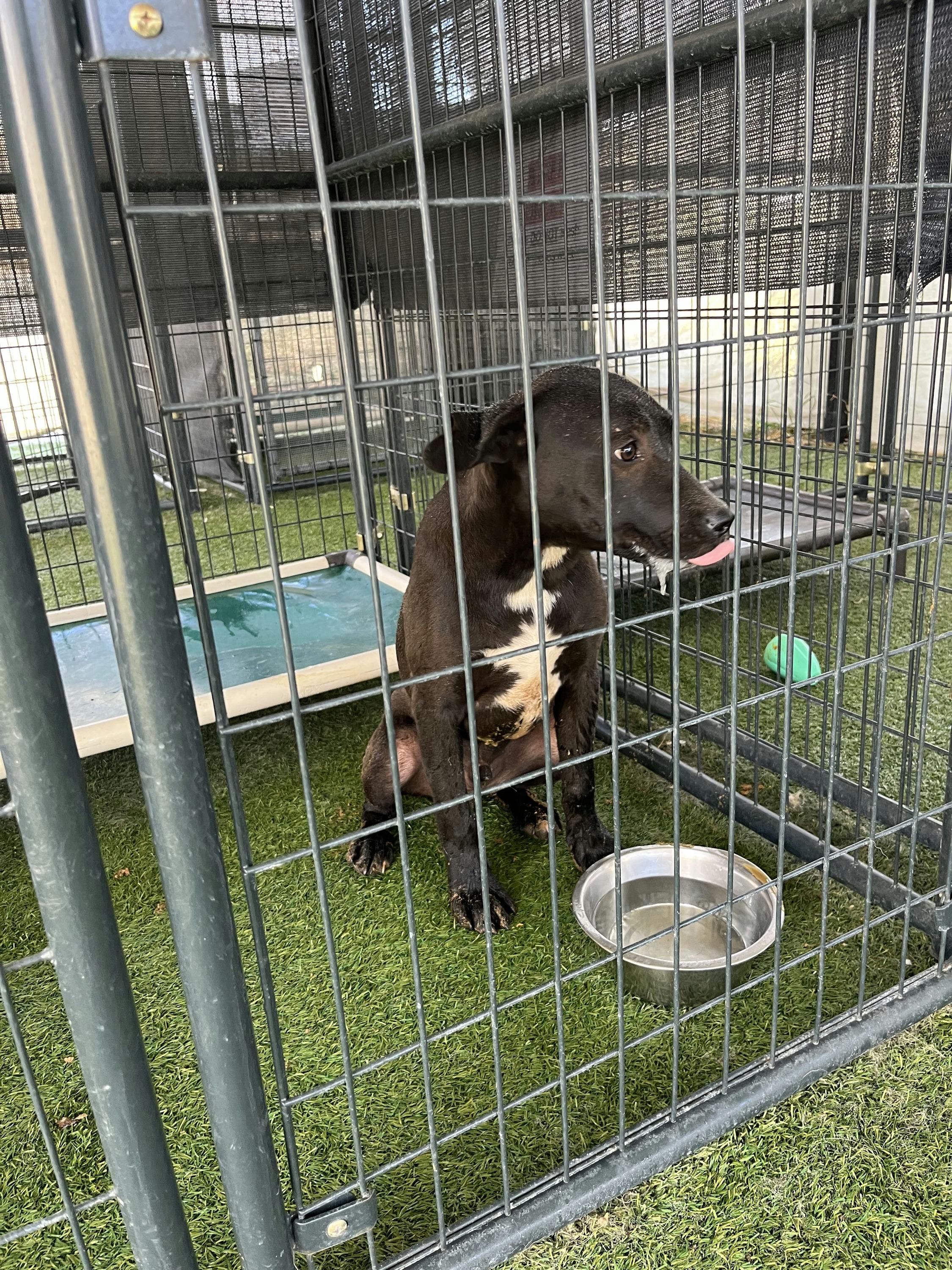 Quartz is a friendly guy that arrived to Sammies Friends with his bother on 7125 As hes new t
