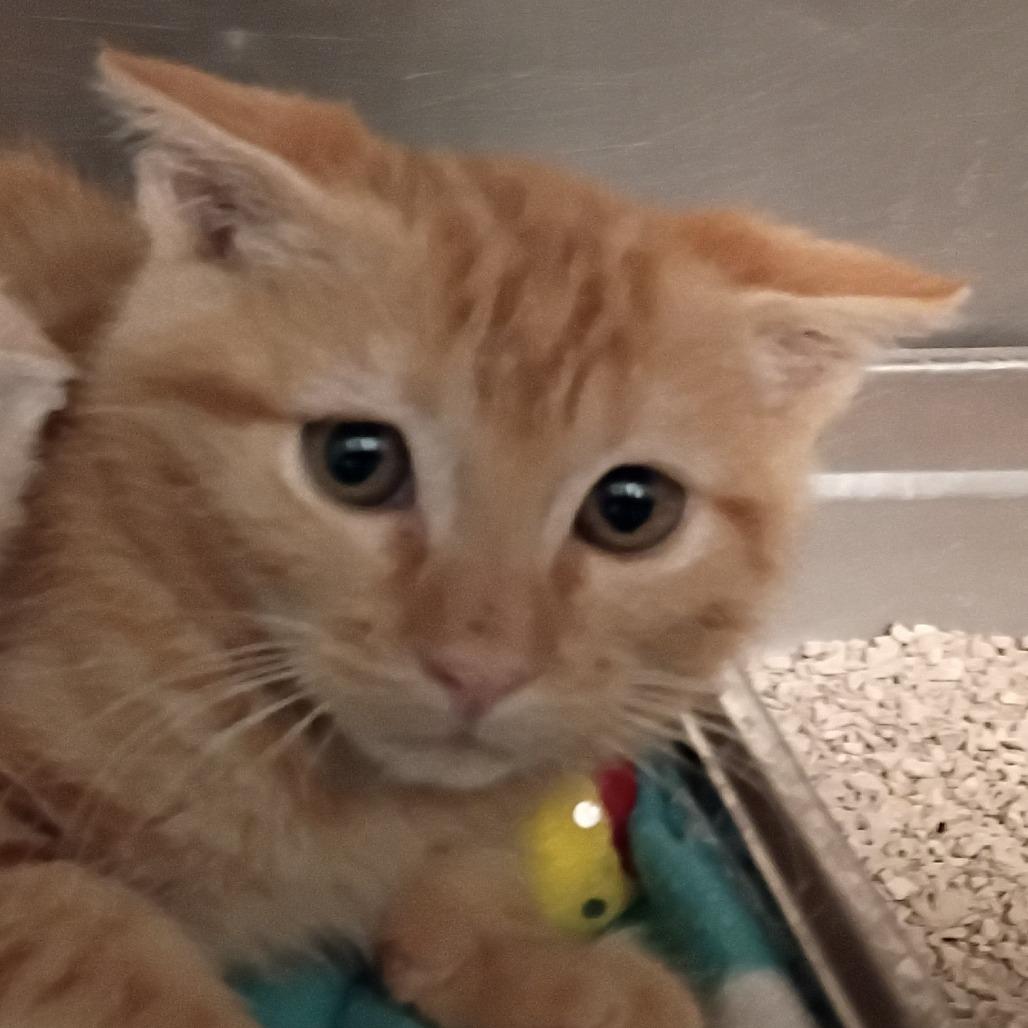 Enlarge ember, a Adoptable Domestic Short Hair in Show Low, AZ image 1/2