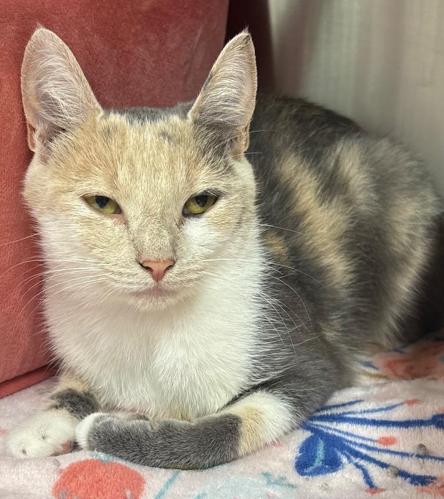 Petal, Adoptable, Young Female Domestic Short Hair.